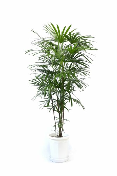 シュロチク（棕櫚竹） 8号鉢 観葉植物
