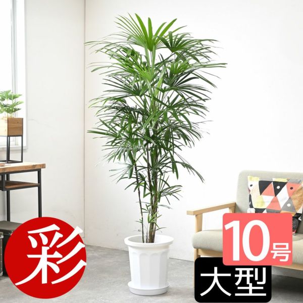 シュロチク（棕櫚竹） 10号鉢 観葉植物