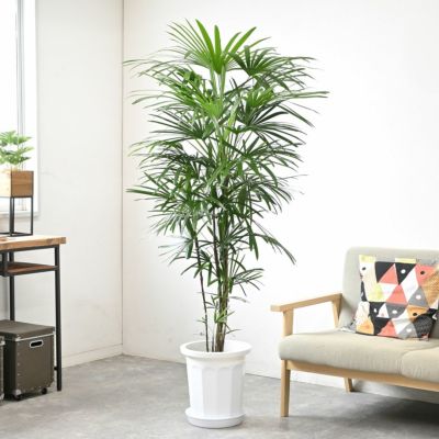 観葉植物 通販 【お取り寄せ】 シュロチク（棕櫚竹） 10号鉢  RG150003