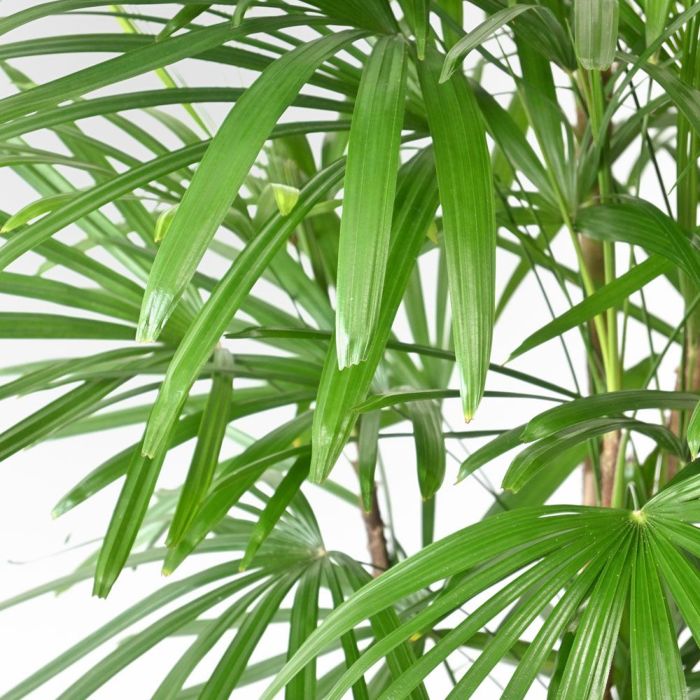 シュロチク（棕櫚竹） 10号鉢 観葉植物