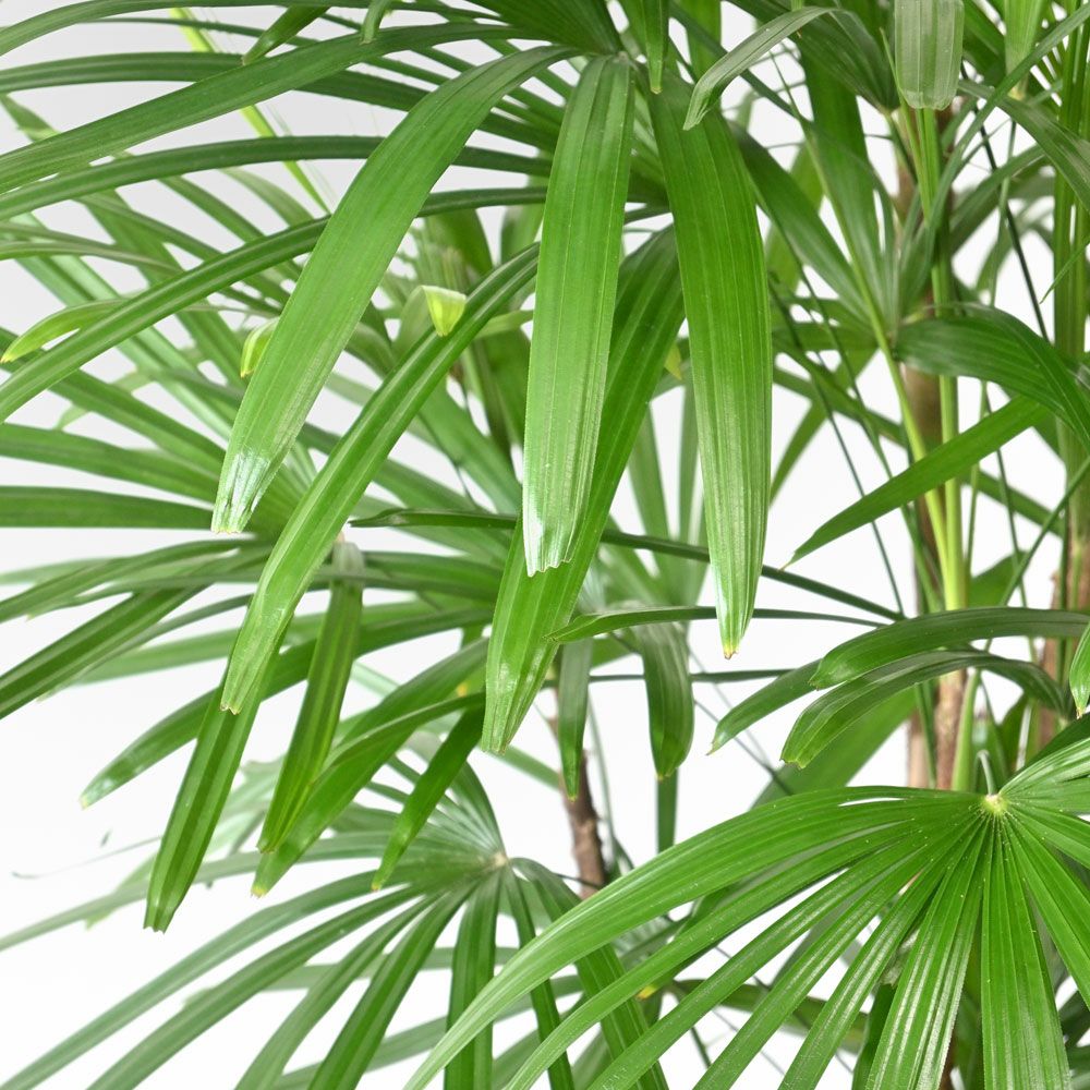 シュロチク（棕櫚竹） 10号鉢 観葉植物