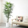 シュロチク（棕櫚竹） 10号鉢 観葉植物