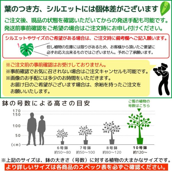 フィカス・ウンベラータ 選べる樹形直幹 曲がり幹 10号鉢 観葉 フィカス・ウンベラータ 選べる樹形直幹 曲がり幹 10号鉢 観葉