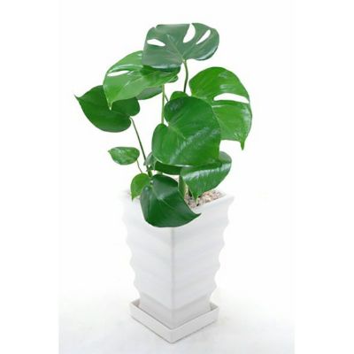 モンステラ ヒメモンステラ 通販 観葉植物の専門店 彩植健美 モンステラ ヒメモンステラ 通販 観葉植物の専門店 彩植健美