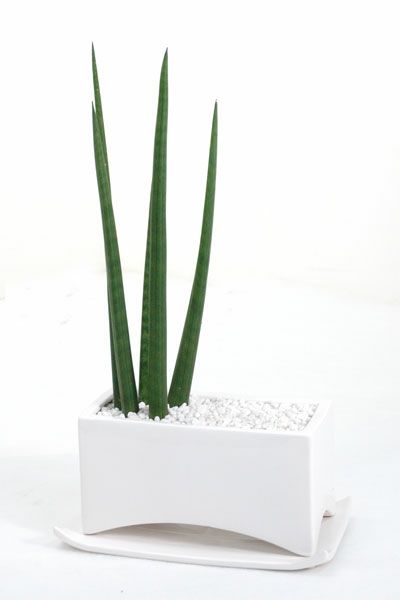 観葉植物 サンセベリア スタッキー 選べる3色 陶器ポット入り