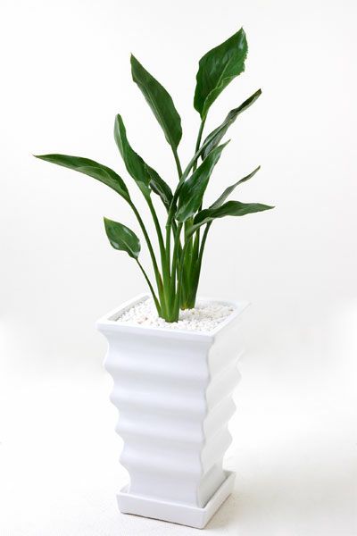 観葉植物 通販 ストレリチア・レギネ 白スクエア陶器 ST060021