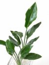 観葉植物 通販 ストレリチア・レギネ 白スクエア陶器 ST060021