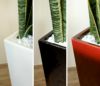 観葉植物 通販 サンスベリア・ ローレンティー  選べる3色・スクエア陶器  ST150006