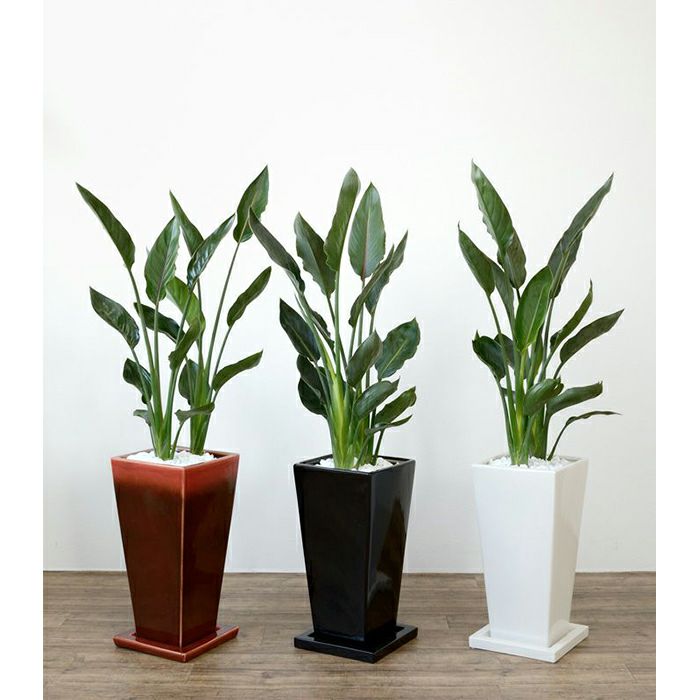 観葉植物 通販 ストレリチア・レギネ  選べる3色・スクエア陶器  ST150009