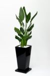 観葉植物 通販 ストレリチア・レギネ  選べる3色・スクエア陶器  ST150009