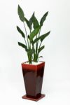 観葉植物 通販 スあトレリチア・レギネ  選べる3色・スクエア陶器  ST150009