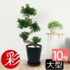 観葉植物 通販 ガジュマル 10号セラアート鉢 CR100001