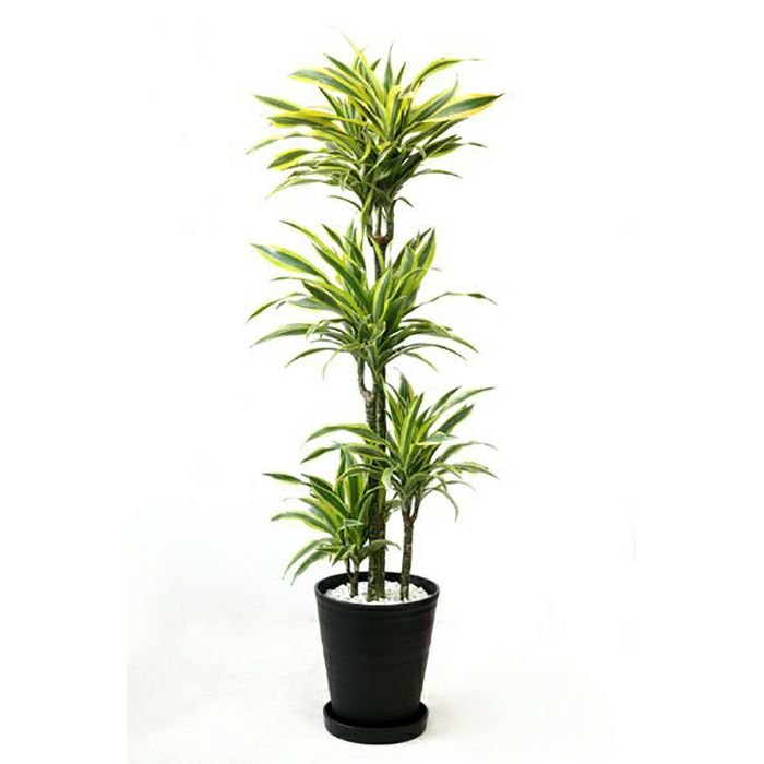 ドラセナ ワーネッキーの育て方 通販