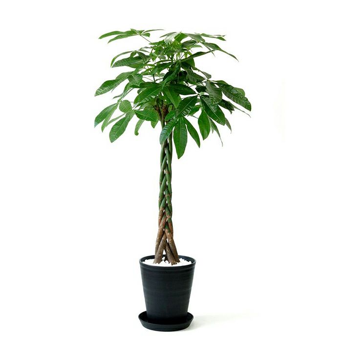 観葉植物 パキラ10号セラアート鉢cr