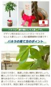 パキラ10号セラアート鉢 観葉植物