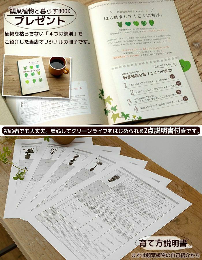 パキラ10号セラアート鉢 観葉植物