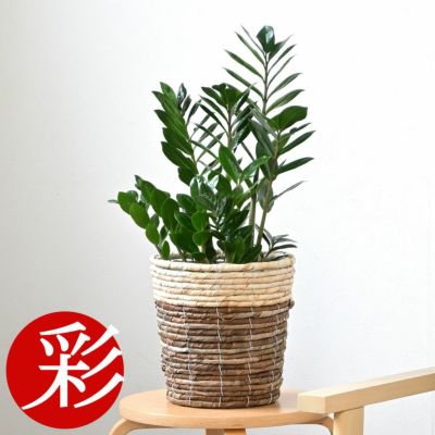 観葉植物 通販 ザミオクルカス・ ザミーフォリア  6号鉢 鉢カバー付 KM039009