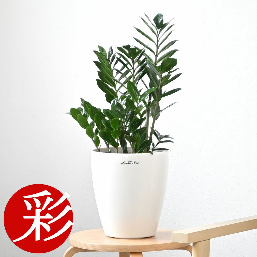 観葉植物 通販 ザミオクルカス・ ザミーフォリア  6号鉢 鉢カバー付 KM039009