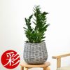 観葉植物 通販 ザミオクルカス・ ザミーフォリア  6号鉢 鉢カバー付 KM039009