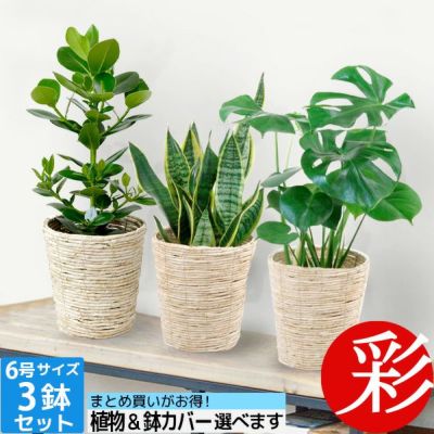 観葉植物 通販 お得なまとめ買い 6号鉢植物  ３点で11,000円   OT100002