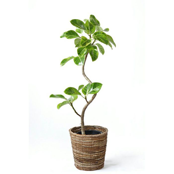 観葉植物 通販 フィカス・アルテシーマ・バリエガタ 8号鉢 曲がり樹形 RG080012