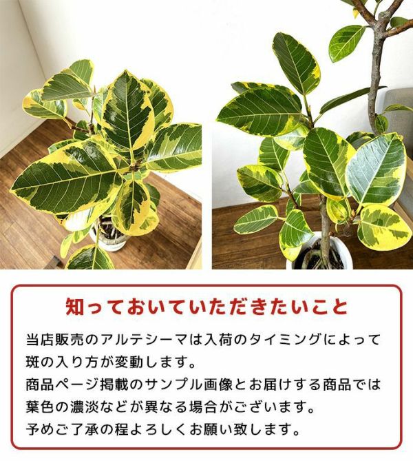 幹太！観葉植物 フィカス アルテシーマ アルテシマ 斑入り 朴仕立て ８号鉢 フィカスアルテシーマ8号 幹太！観葉植物 フィカス アルテシーマ