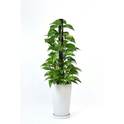 観葉植物 通販 ポトス（ヘゴ仕立て）シャイニーホワイト ラウンドポット ST100035