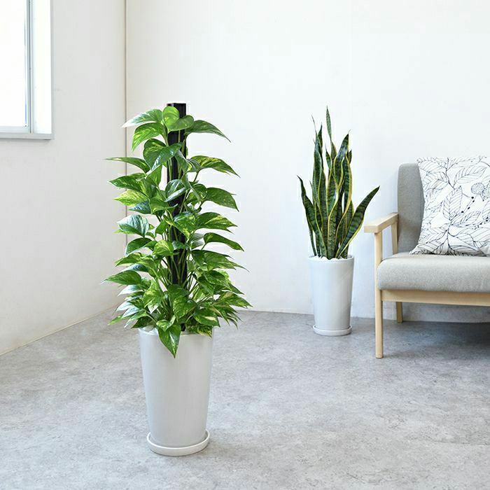 観葉植物 ポトス ヘゴ仕立て シャイニーホワイト ラウンドポット