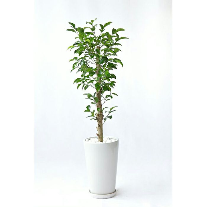 観葉植物 通販 ガジュマル（多幸の木） シャイニーホワイト ラウンドポット ST100034