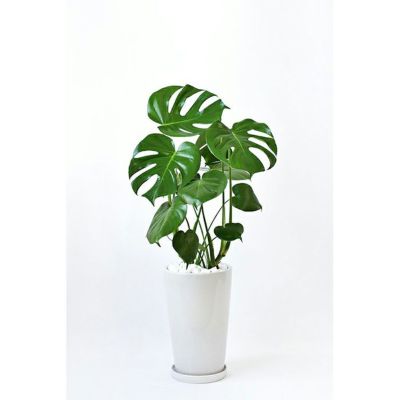 観葉植物 通販 モンステラ シャイニーホワイト ラウンドポット ST100039