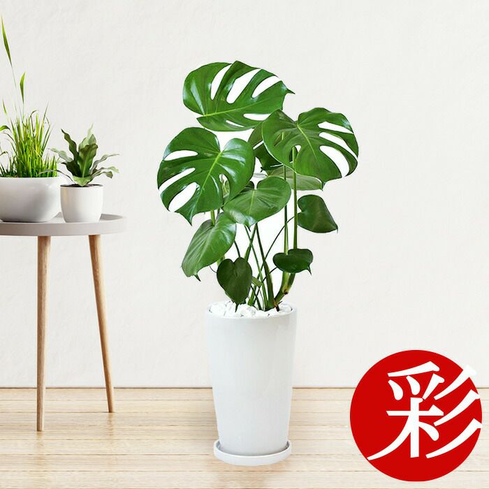 観葉植物 通販 モンステラ シャイニーホワイト ラウンドポット ST100039