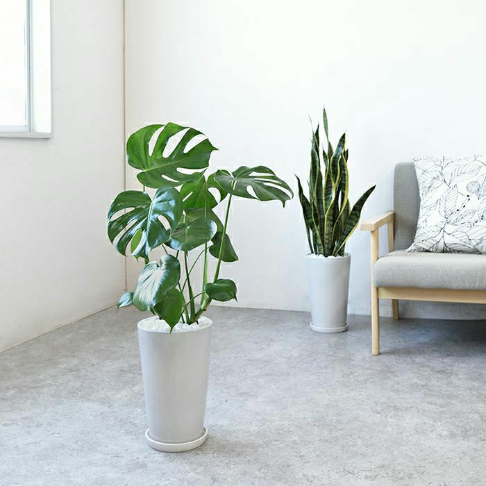 観葉植物 通販 モンステラ シャイニーホワイト ラウンドポット ST100039