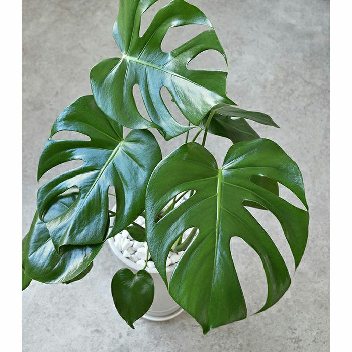 観葉植物 通販 モンステラ シャイニーホワイト ラウンドポット ST100039