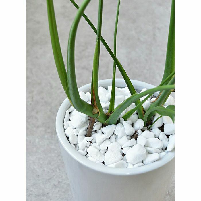 観葉植物 通販 モンステラ シャイニーホワイト ラウンドポット ST100039