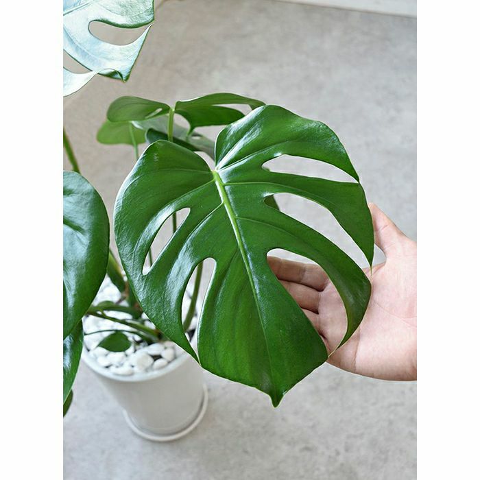 観葉植物 通販 モンステラ シャイニーホワイト ラウンドポット ST100039