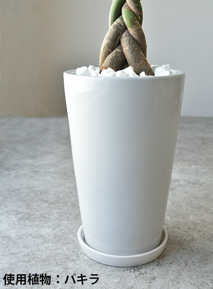 観葉植物 通販 モンステラ シャイニーホワイト ラウンドポット ST100039