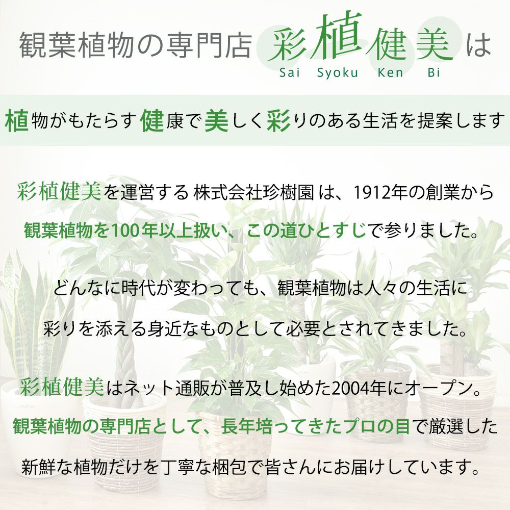 観葉植物 通販 モンステラ シャイニーホワイト ラウンドポット ST100039