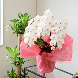 胡蝶蘭 通販 3本立 スタンダード 【送料無料】 KO200001