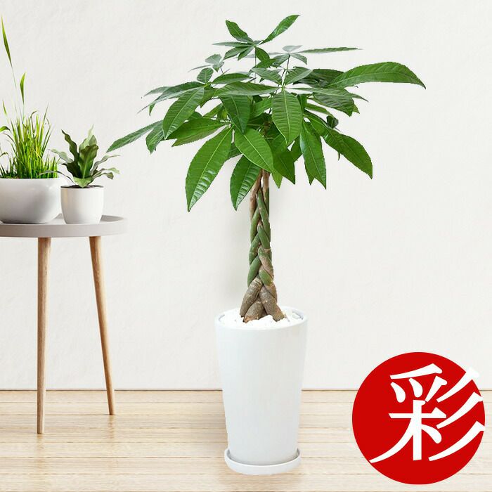 観葉植物 通販 パキラシャイニーホワイト ラウンドポット ST100037