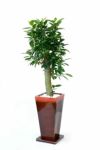 観葉植物 通販 ガジュマル（多幸の木）選べる3色・スクエア陶器  ST150023