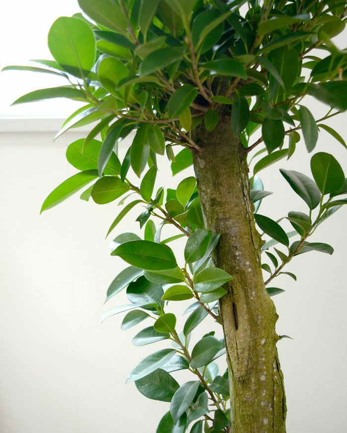 観葉植物 通販 ガジュマル（多幸の木）選べる3色・スクエア陶器  ST150023