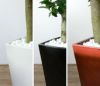 観葉植物 通販 ガジュマル（多幸の木）選べる3色・スクエア陶器  ST150023