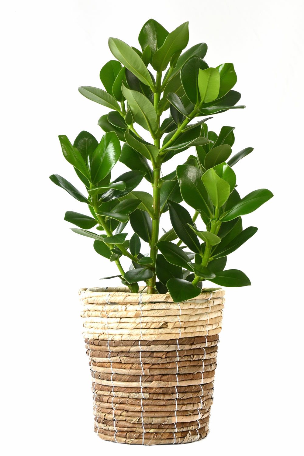 丸い葉の観葉植物を選ぶ