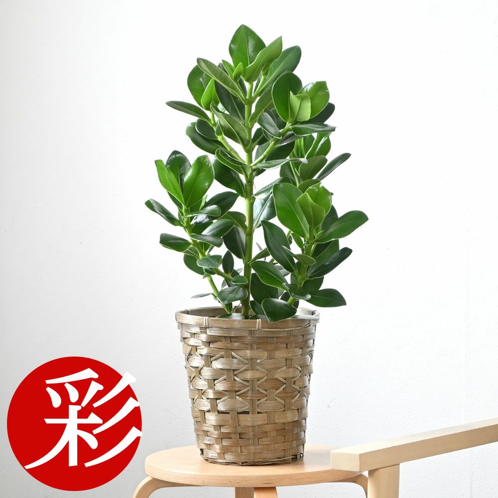 観葉植物 通販 クルシア・ロゼア　6号鉢 鉢カバー付 KM039013