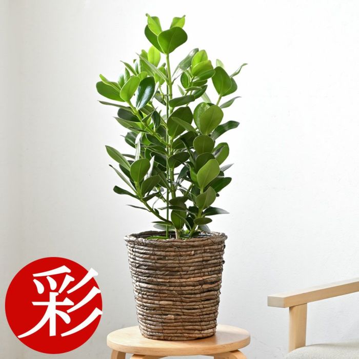 観葉植物 通販 クルシア・ロゼア　6号鉢 鉢カバー付 KM039013