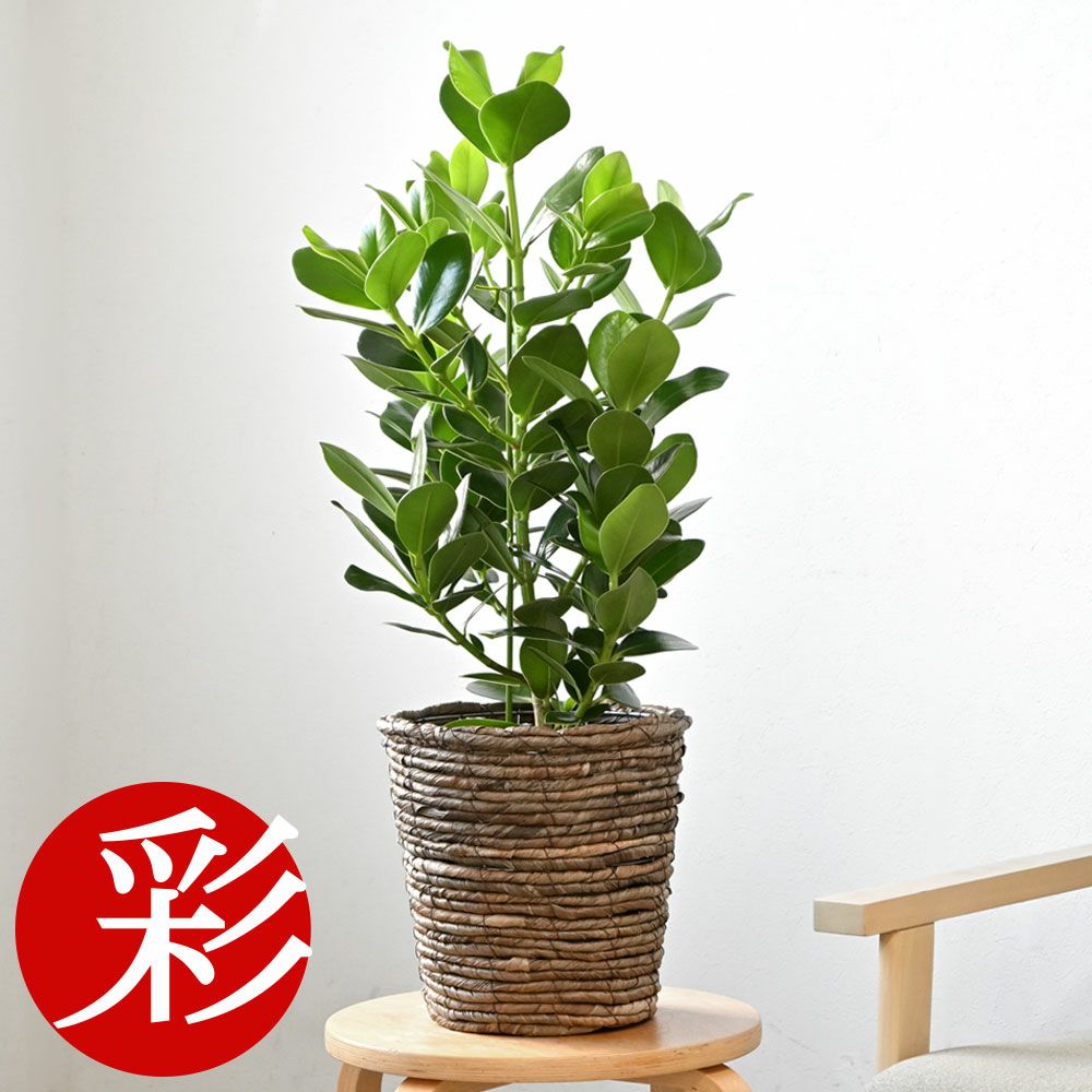 観葉植物 通販 クルシア・ロゼア　6号鉢 鉢カバー付 KM039013