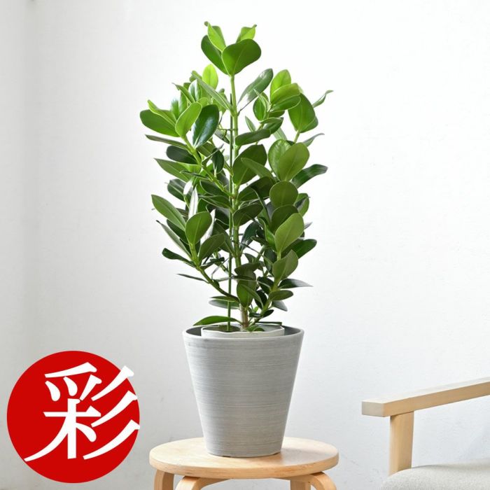 観葉植物 通販 クルシア・ロゼア　6号鉢 鉢カバー付 KM039013