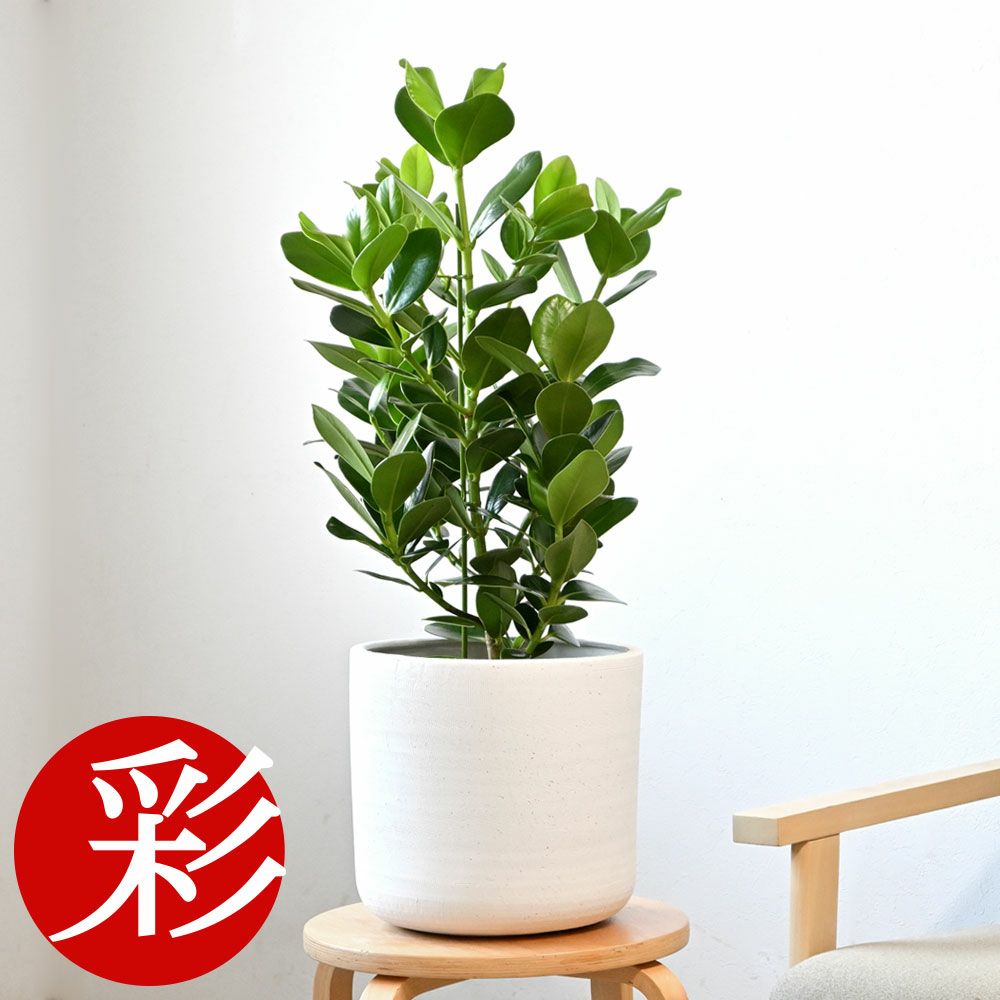 観葉植物 通販 クルシア・ロゼア　6号鉢 鉢カバー付 KM039013