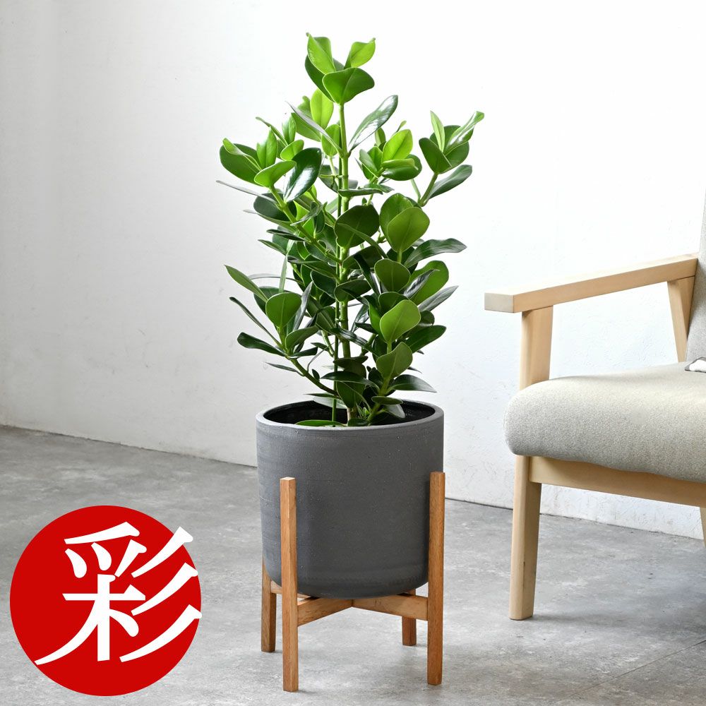 観葉植物 通販 クルシア・ロゼア　6号鉢 鉢カバー付 KM039013