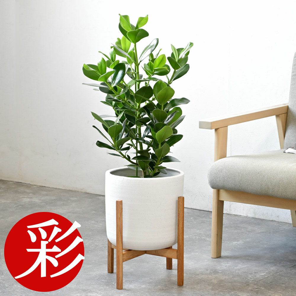 観葉植物 通販 クルシア・ロゼア　6号鉢 鉢カバー付 KM039013